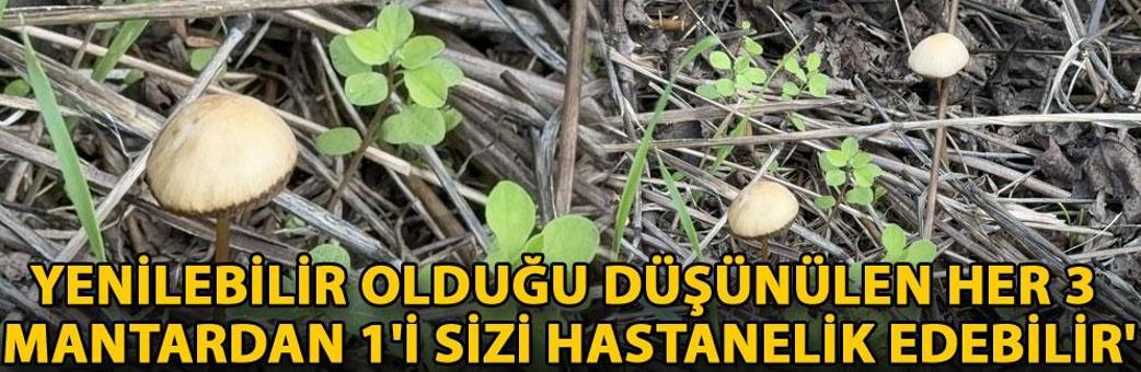 Yenilebilir olduğu düşünülen her 3 mantardan 1'i sizi hastanelik edebilir