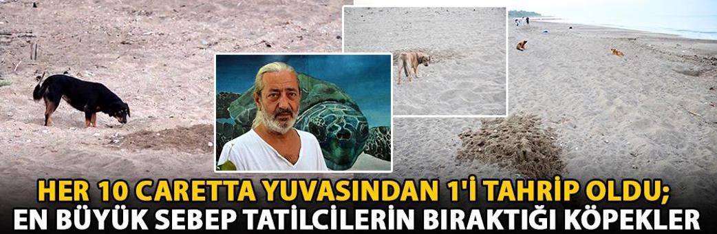 Her 10 caretta yuvasından 1'i tahrip oldu; en büyük sebep tatilcilerin bıraktığı köpekler