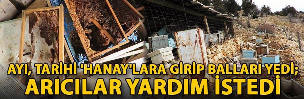 Ayı, tarihi 'hanay'lara girip balları yedi; arıcılar yardım istedi