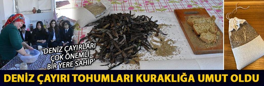 Deniz çayırı tohumları kuraklığa umut oldu