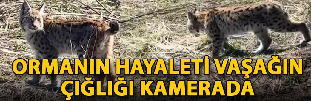 Ormanın hayaleti vaşağın çığlığı kamerada