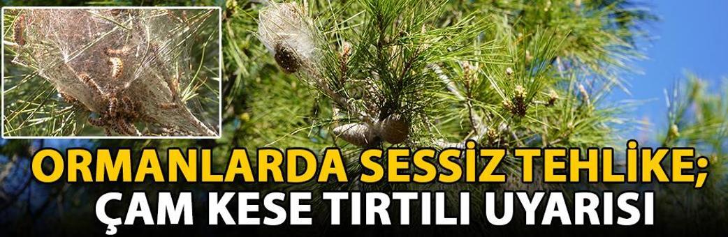 Ormanlarda sessiz tehlike; çam kese tırtılı uyarısı