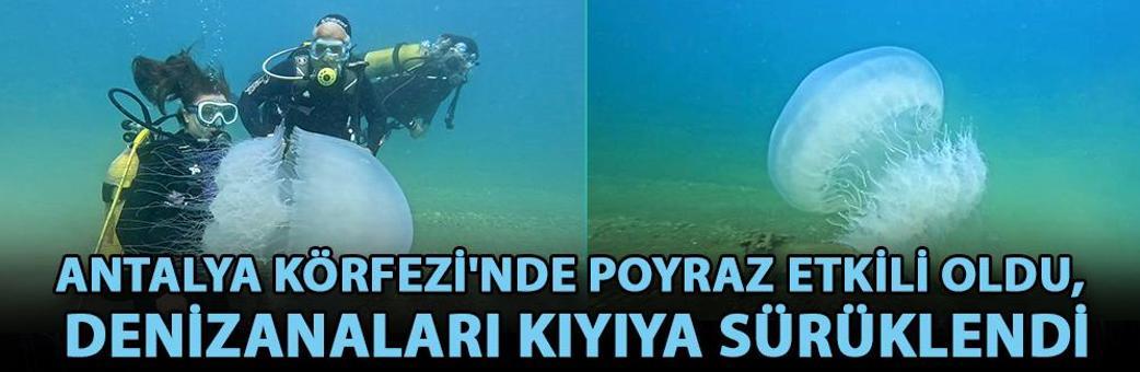 Antalya Körfezi'nde poyraz etkili oldu, denizanaları kıyıya sürüklendi