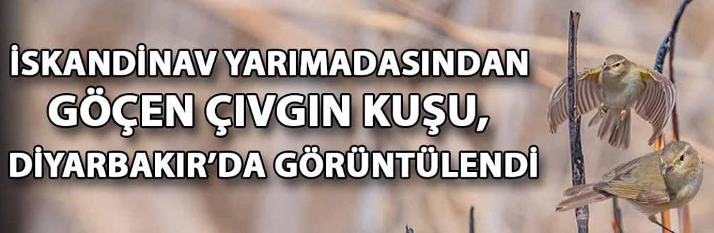 İskandinav yarımadasından göçen çıvgın kuşu, Diyarbakır’da görüntülendi