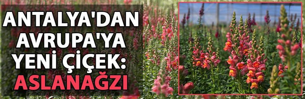 Antalya'dan Avrupa'ya yeni çiçek: Aslanağzı