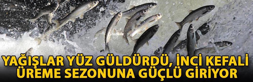 Yağışlar yüz güldürdü, inci kefali üreme sezonuna güçlü giriyor