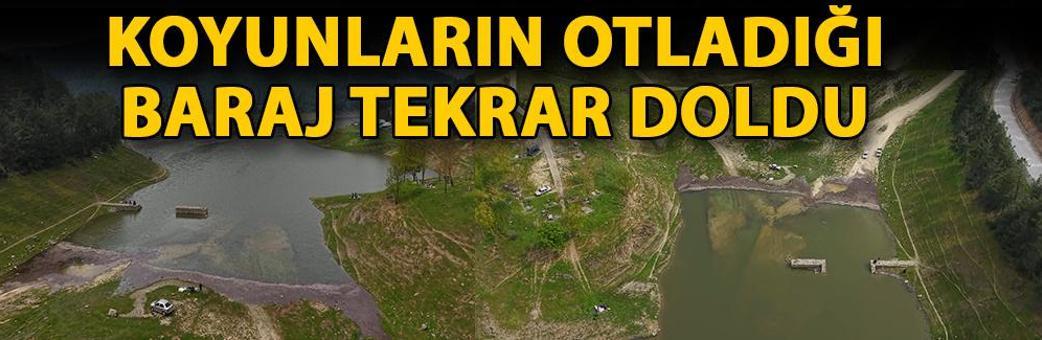 Koyunların otladığı baraj tekrar doldu