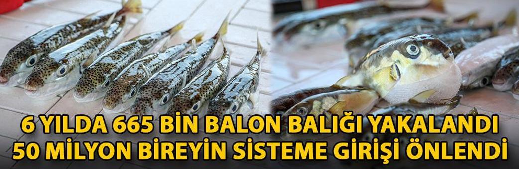 6 yılda 665 bin balon balığı yakalandı, 50 milyon bireyin sisteme girişi önlendi