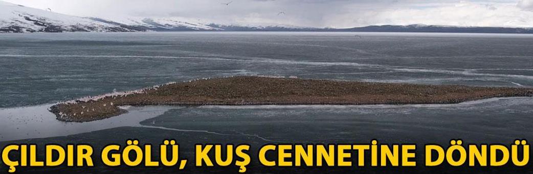 Çıldır Gölü, kuş cennetine döndü