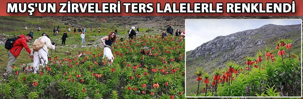 Muş'un zirveleri ters lalelerle renklendi