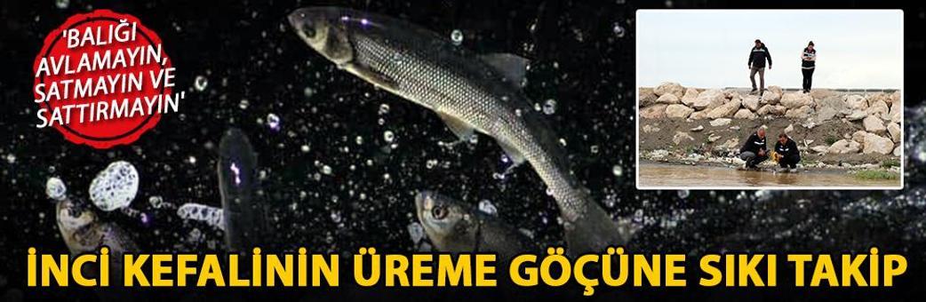 İnci kefalinin üreme göçüne sıkı takip