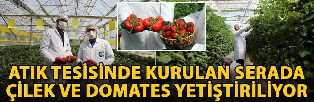 Atık tesisinde kurulan serada çilek ve domates yetiştiriliyor