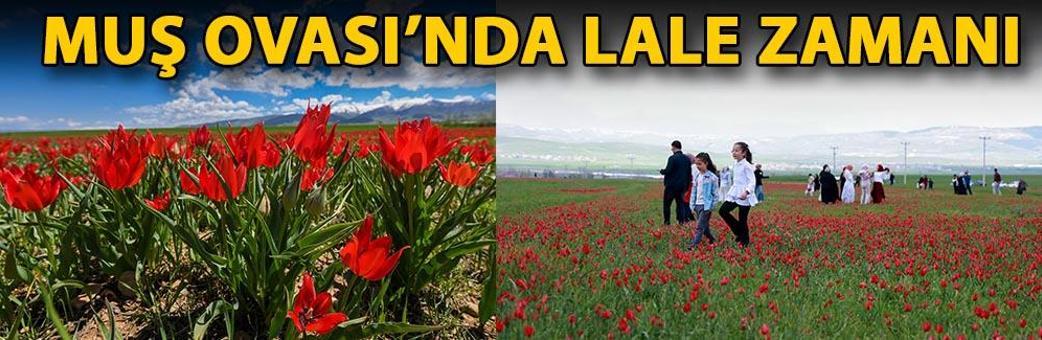 Muş Ovası’nda lale zamanı