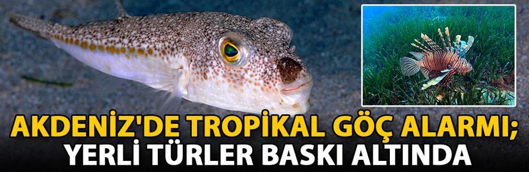 Akdeniz'de tropikal göç alarmı; yerli türler baskı altında