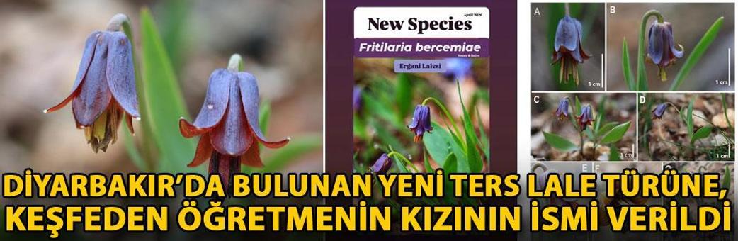 Diyarbakır’da bulunan yeni ters lale türüne, keşfeden öğretmenin kızının ismi verildi