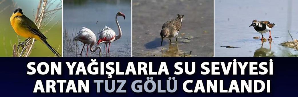 Son yağışlarla su seviyesi artan Tuz Gölü canlandı