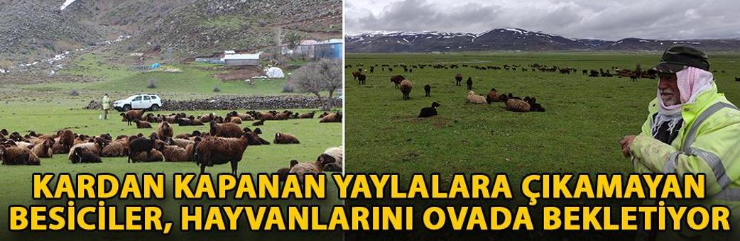 Kardan kapanan yaylalara çıkamayan besiciler, hayvanlarını ovada bekletiyor