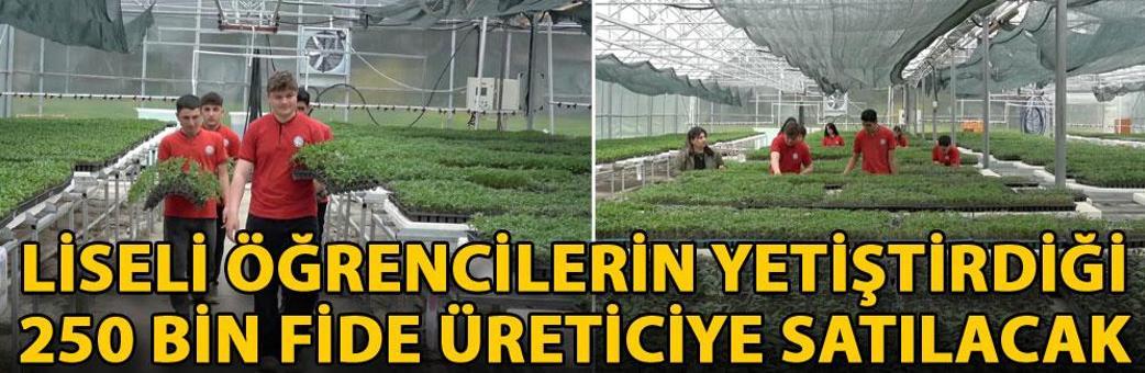 Liseli öğrencilerin yetiştirdiği 250 bin fide üreticiye satılacak