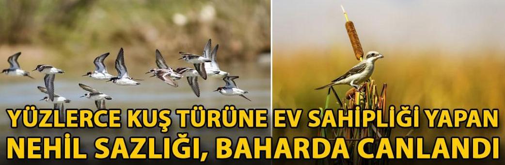 Yüzlerce kuş türüne ev sahipliği yapan Nehil Sazlığı, baharda canlandı