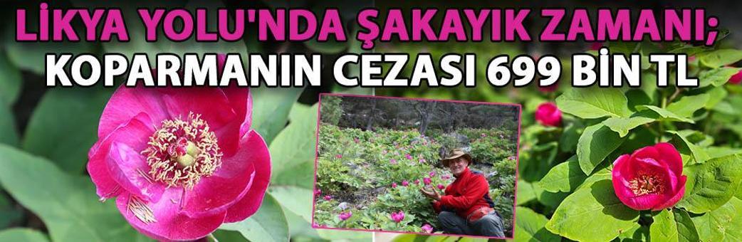 Likya Yolu'nda şakayık zamanı; koparmanın cezası 699 bin TL