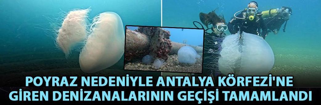 Poyraz nedeniyle Antalya Körfezi'ne giren denizanalarının geçişi tamamlandı
