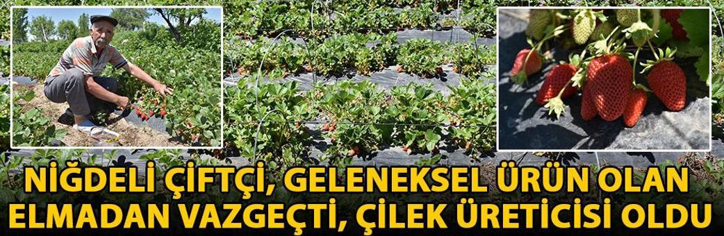 Niğdeli çiftçi, geleneksel ürün olan elmadan vazgeçti, çilek üreticisi oldu