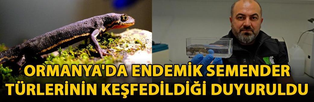 Ormanya'da endemik semender türlerinin keşfedildiği duyuruldu