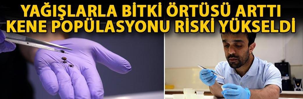 Yağışlarla bitki örtüsü arttı, kene popülasyonu riski yükseldi