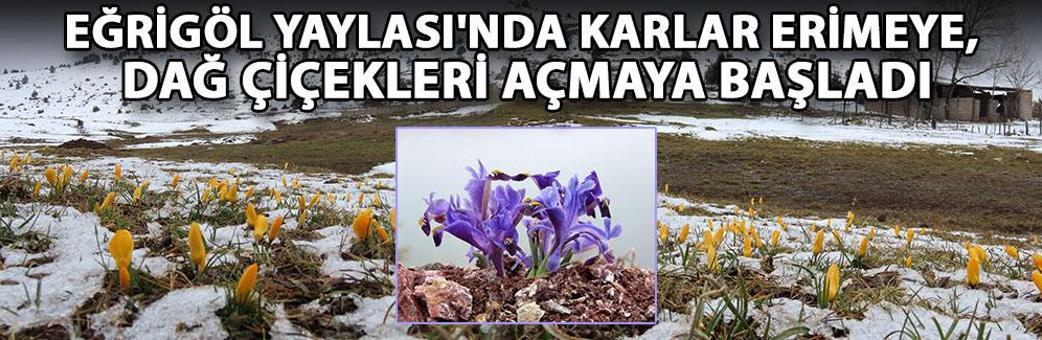 Eğrigöl Yaylası'nda karlar erimeye, dağ çiçekleri açmaya başladı
