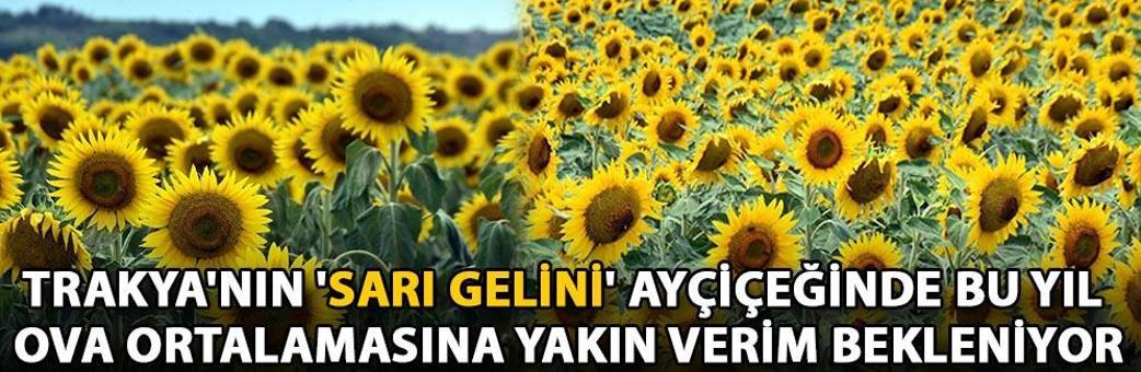 Trakya'nın 'sarı gelini' ayçiçeğinde bu yıl ova ortalamasına yakın verim bekleniyor