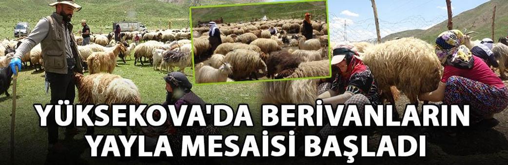 Yüksekova'da berivanların yayla mesaisi başladı