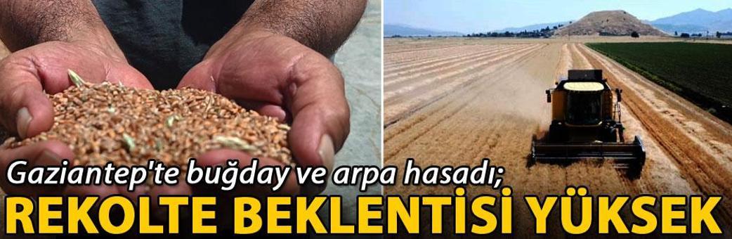 Gaziantep'te buğday ve arpa hasadı; rekolte beklentisi yüksek