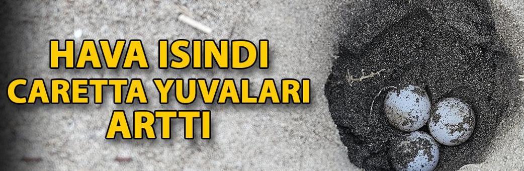 Hava ısındı, caretta yuvaları arttı