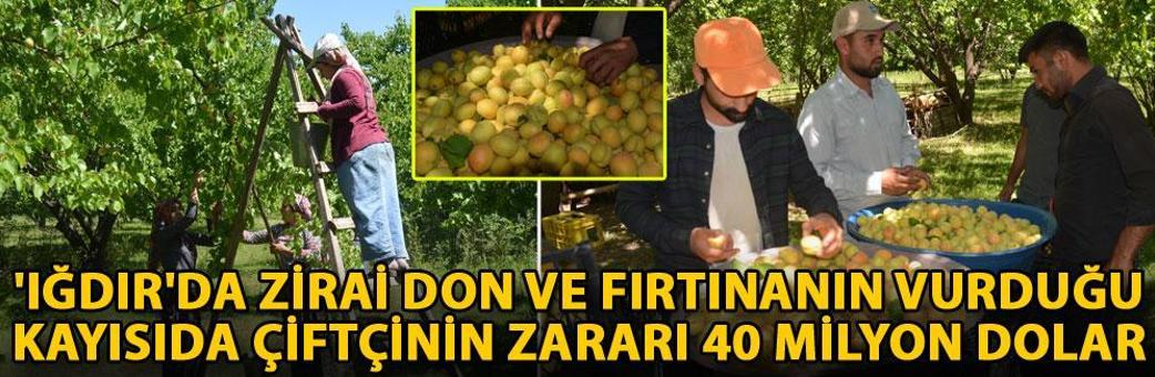 'Iğdır'da zirai don ve fırtınanın vurduğu kayısıda çiftçinin zararı 40 milyon dolar