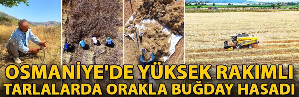 Osmaniye'de yüksek rakımlı tarlalarda orakla buğday hasadı