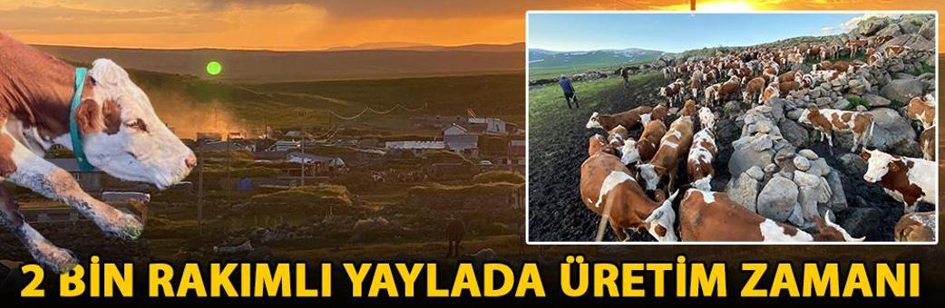 2 bin rakımlı yaylada üretim zamanı
