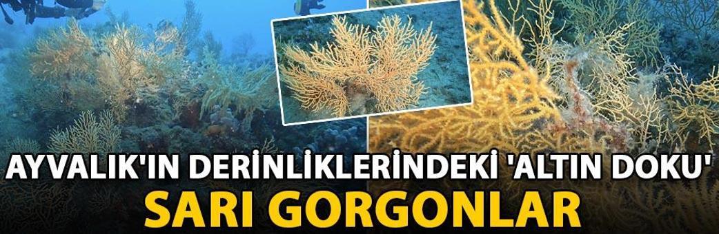 Ayvalık'ın derinliklerindeki 'altın doku': Sarı gorgonlar