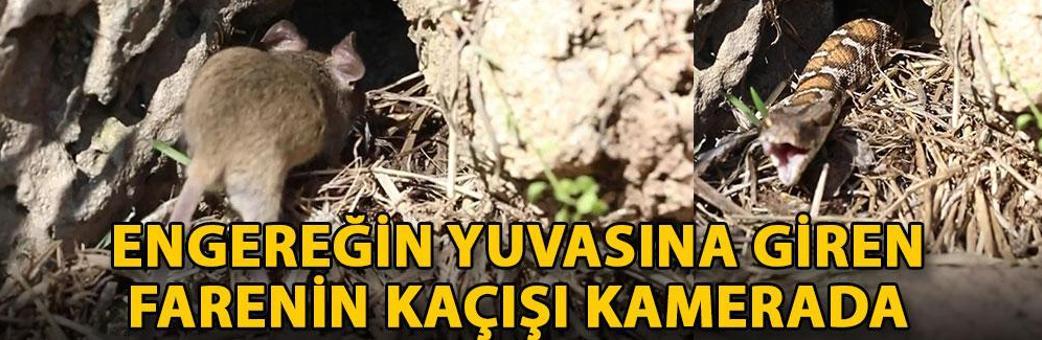 Engereğin yuvasına giren farenin kaçışı kamerada
