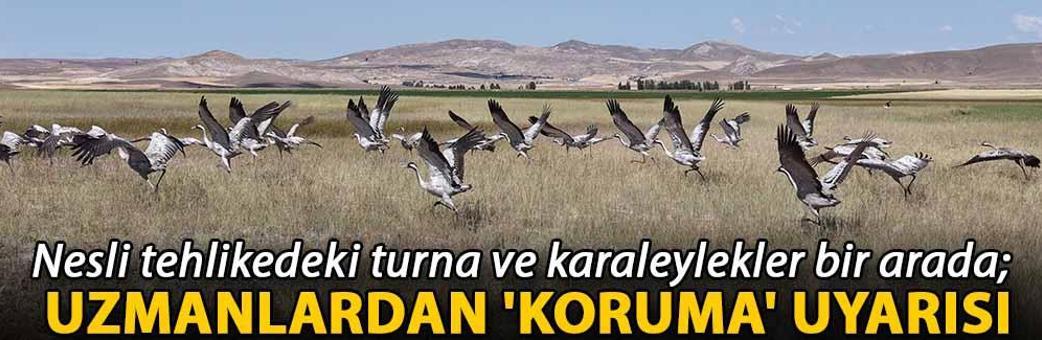 Nesli tehlikedeki turna ve karaleylekler bir arada; uzmanlardan 'koruma' uyarısı