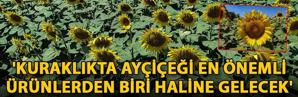 'Kuraklıkta ayçiçeği en önemli ürünlerden biri haline gelecek'
