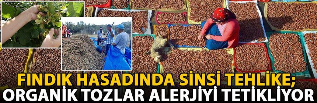 Fındık hasadında sinsi tehlike; organik tozlar alerjiyi tetikliyor