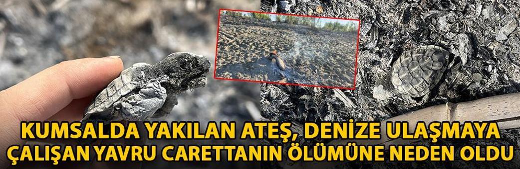 Kumsalda yakılan ateş, denize ulaşmaya çalışan yavru carettanın ölümüne neden oldu