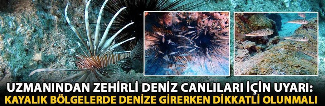 Uzmanından zehirli deniz canlıları için uyarı: Kayalık bölgelerde denize girerken dikkatli olunmalı