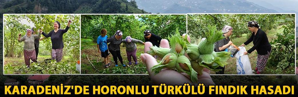Karadeniz'de horonlu türkülü fındık hasadı