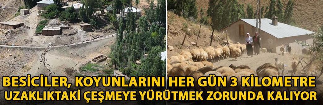 Besiciler, koyunlarını her gün 3 kilometre uzaklıktaki çeşmeye yürütmek zorunda kalıyor