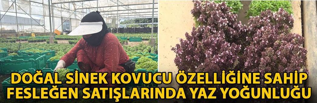 Doğal sinek kovucu özelliğine sahip fesleğen satışlarında yaz yoğunluğu