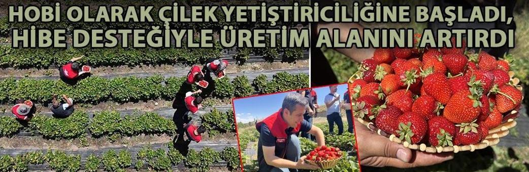 Hobi olarak çilek yetiştiriciliğine başladı, hibe desteğiyle üretim alanını artırdı