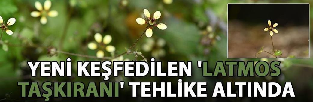 Yeni keşfedilen 'Latmos Taşkıranı' tehlike altında