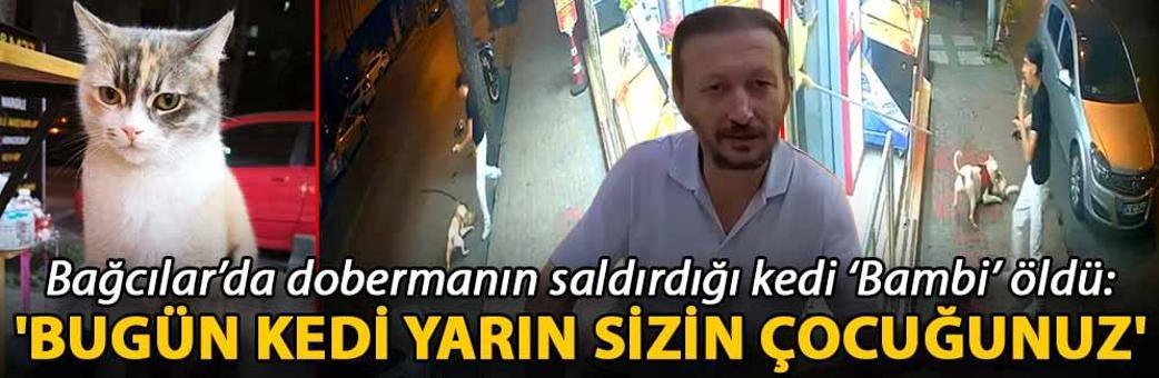 Bağcılar’da dobermanın saldırdığı kedi ‘Bambi’ öldü: 'Bugün kedi yarın sizin çocuğunuz'
