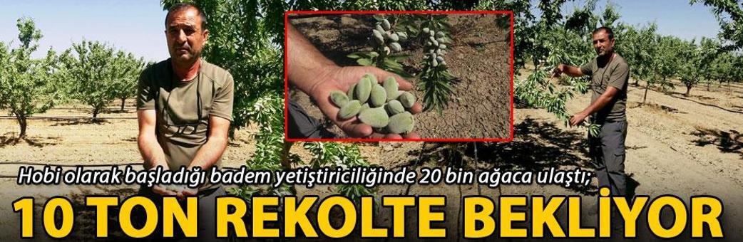 Hobi olarak başladığı badem yetiştiriciliğinde 20 bin ağaca ulaştı; 10 ton rekolte bekliyor